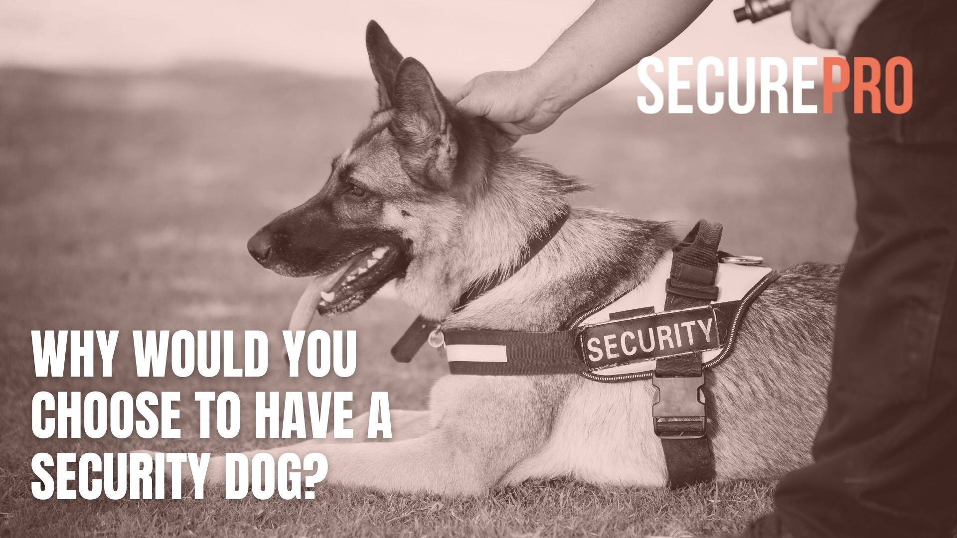 security dog