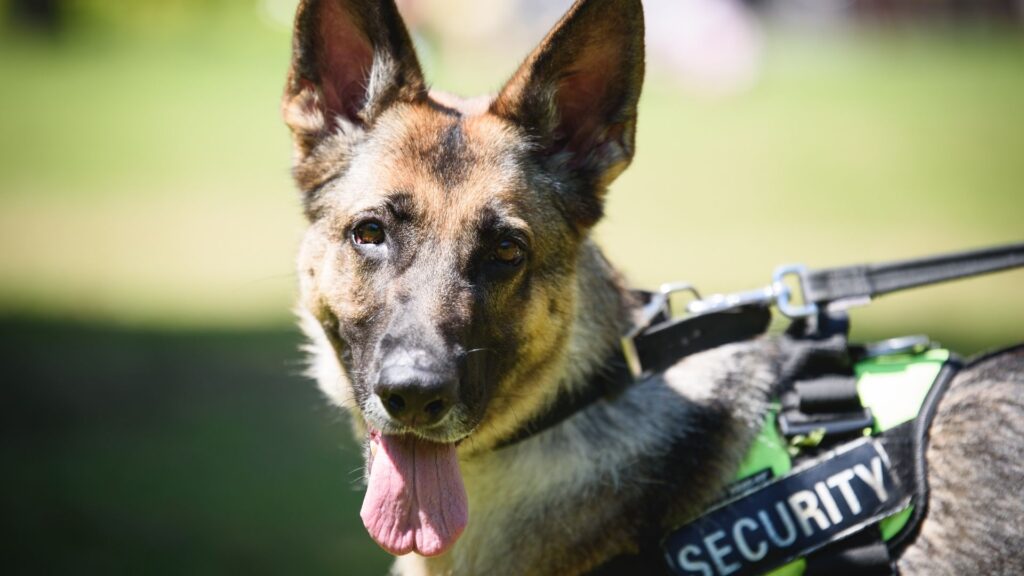 security dog benefits